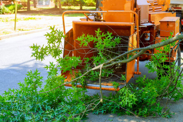 The Steps Involved in Our Tree Care Process in Chalco, NE